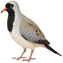 Namaqua Dove